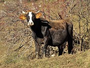 12 Mucca al pascolo nei prati del Crosnello